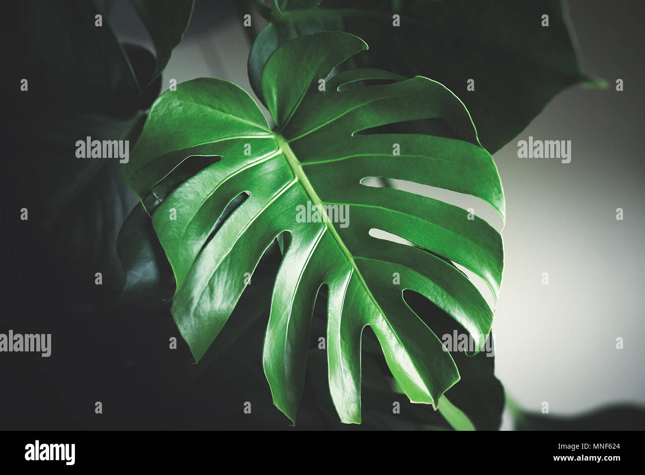 Ep - Tropical and Variegated Plants by Lanna foliage studio