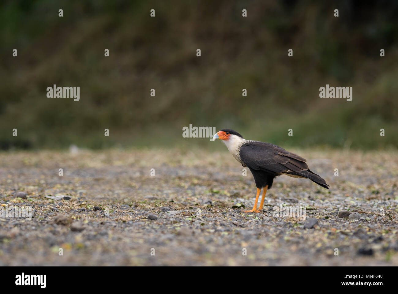 Crested Caracara - Caracara cheriway, beautiful raptor from New World forests, Costa Rica. Stock Photo