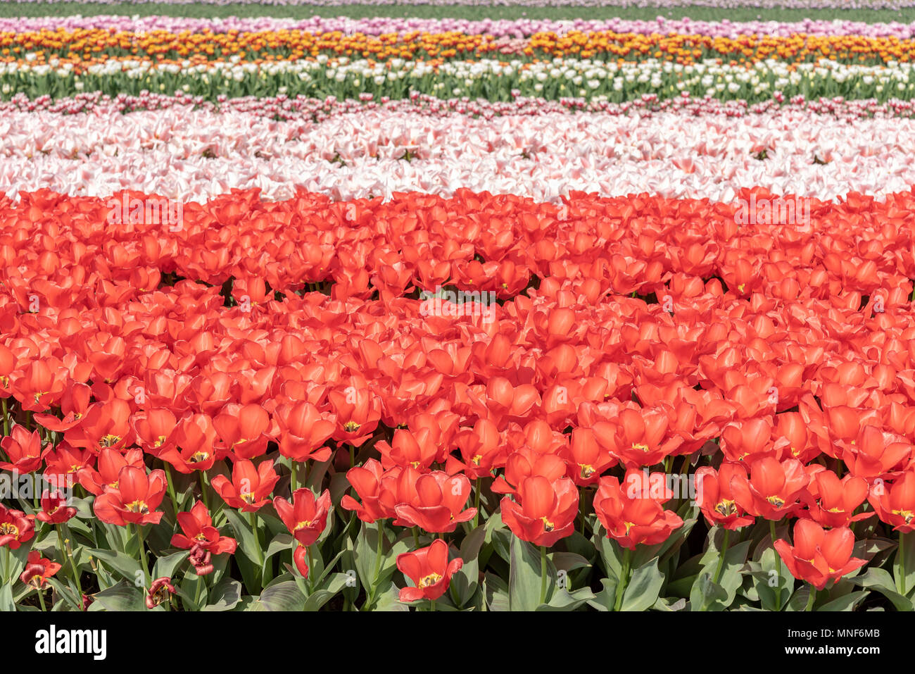 Tulip bulb production hires stock photography and images Alamy