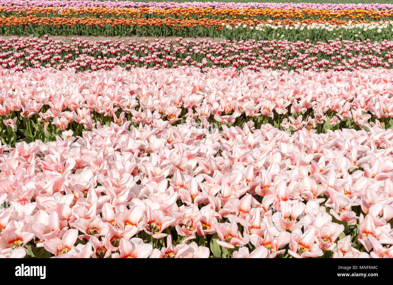 cultivation of tulips in the flower bulb region of Bollenstreek
