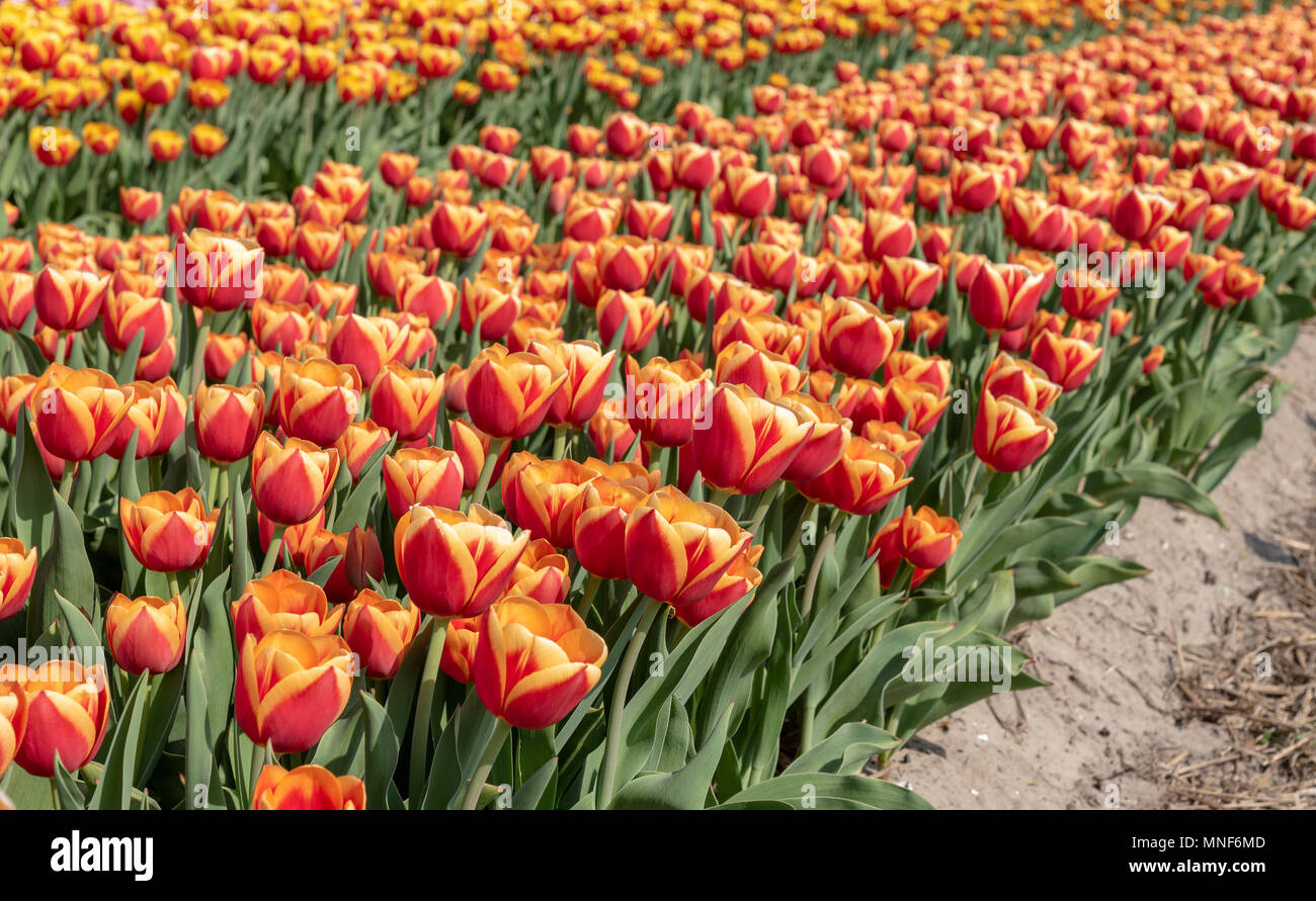 cultivation of tulips in the flower bulb region of Bollenstreek