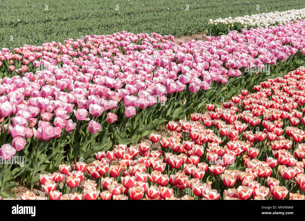 cultivation of tulips in the flower bulb region of Bollenstreek