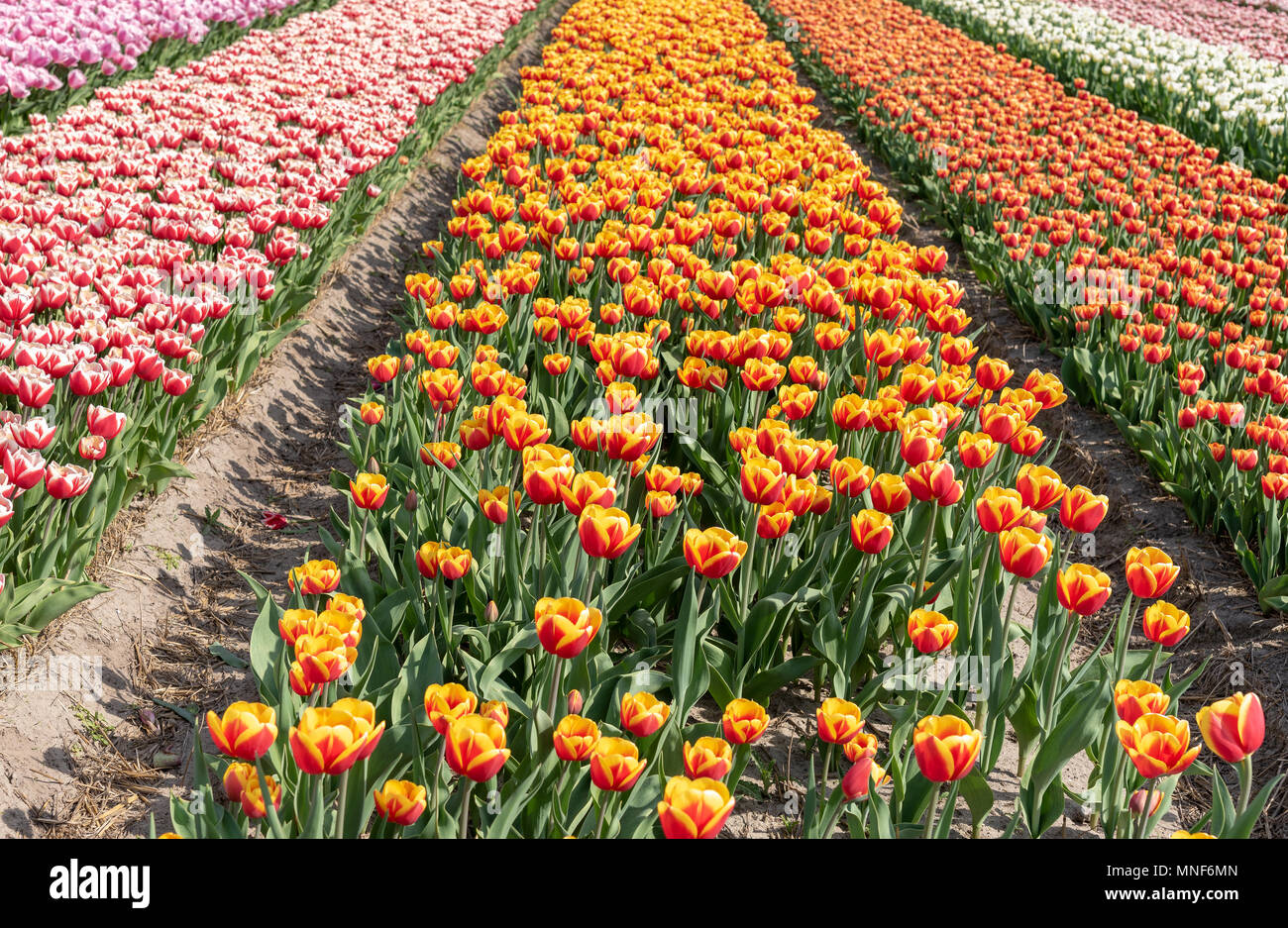 cultivation of tulips in the flower bulb region of Bollenstreek
