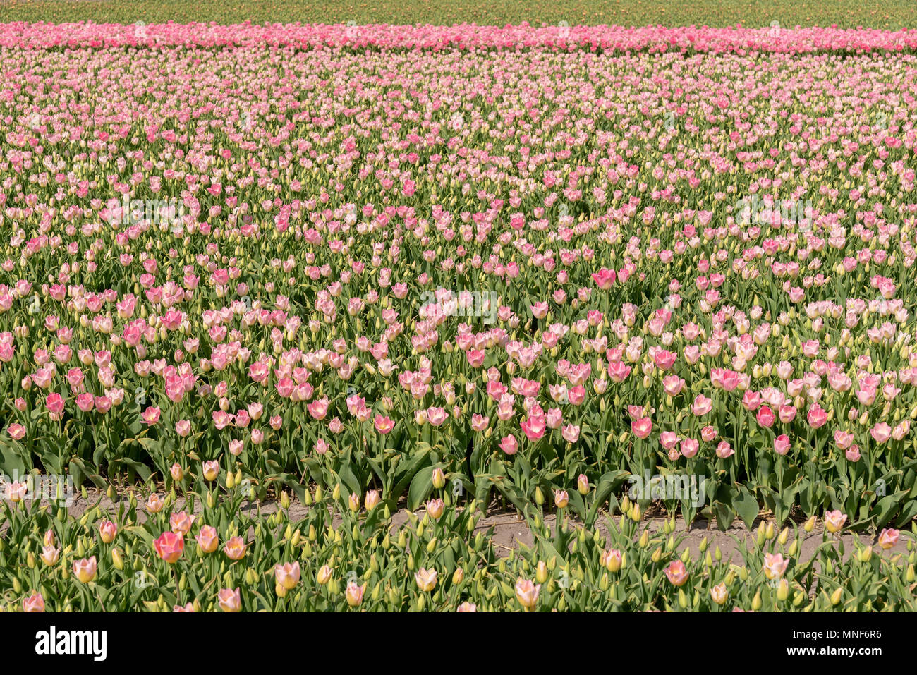 Cultivation of tulips hires stock photography and images Alamy