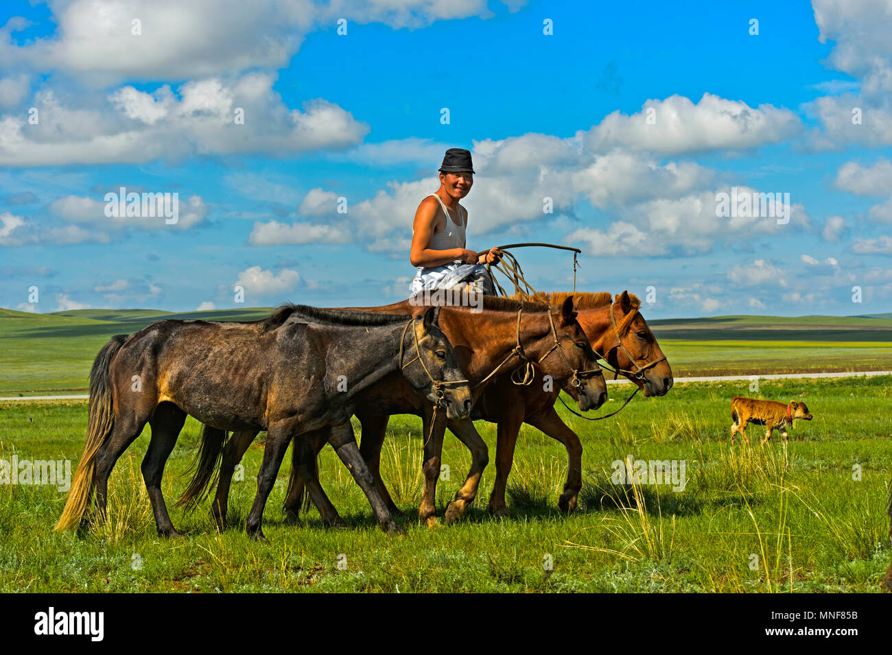 Shepherd rides with horses in the steppe, Mongolia Stock Photo