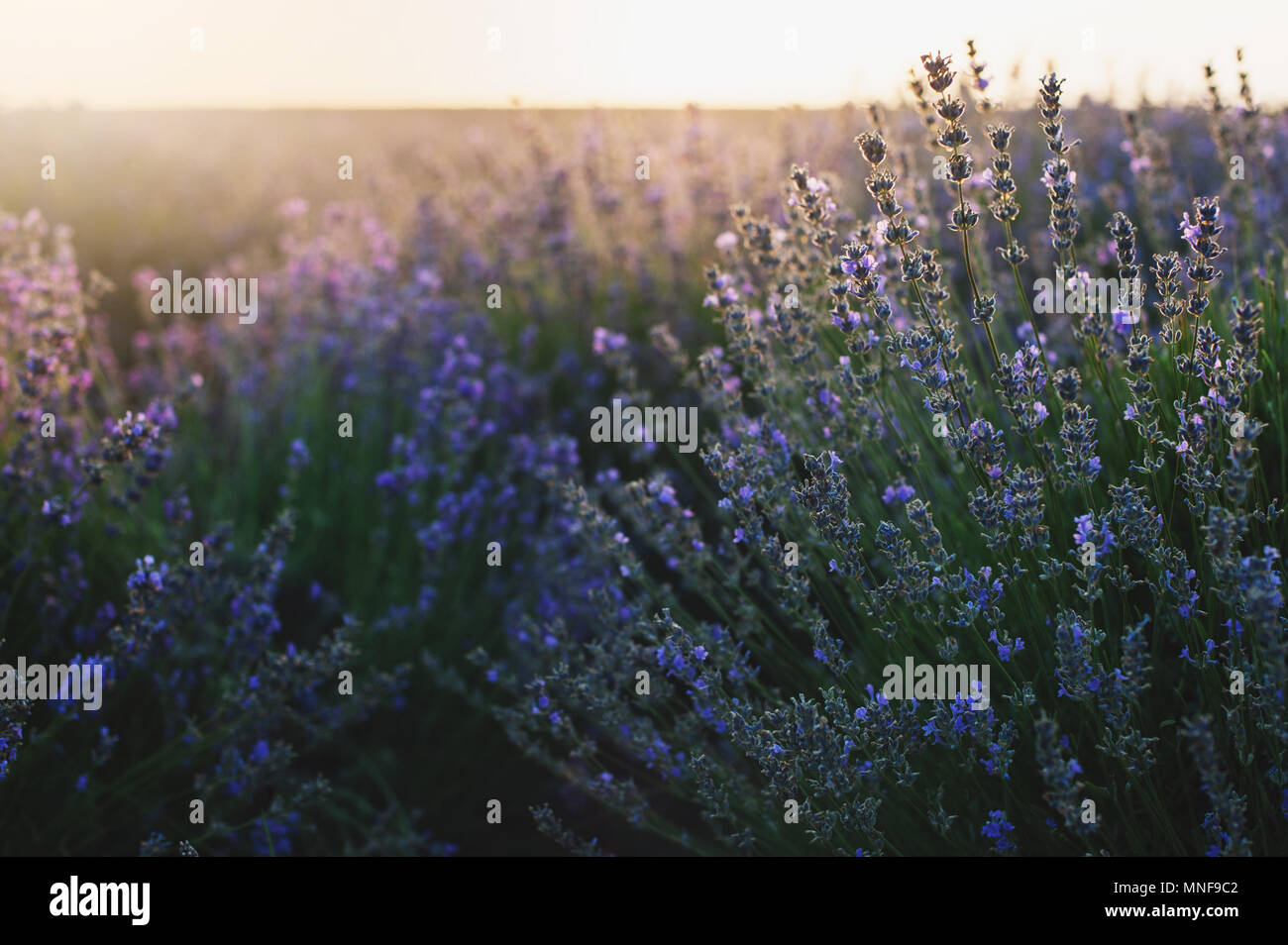 Bush of lavender at sunset Stock Photo