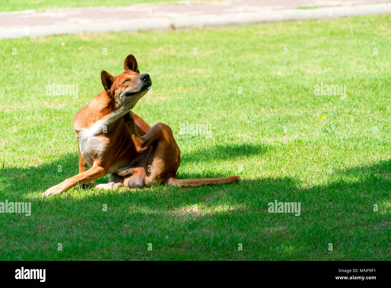 portrait of a brown dog on the green field, nature dog pose Stock Photo ...