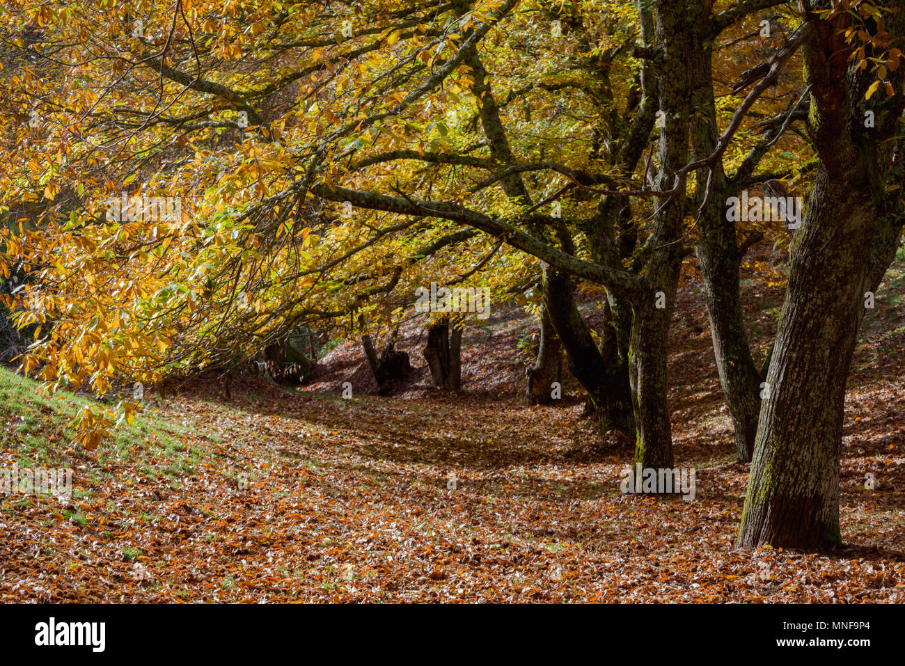 Forest of chestnuts in autumn, in Becerreá, Lugo, Galicia Stock Photo