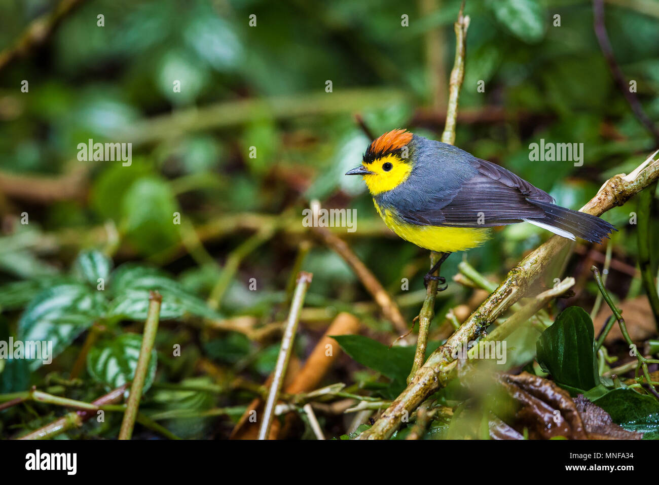 Collared Redstart, Myioborus torquatus, at the cloud forest floor in La ...