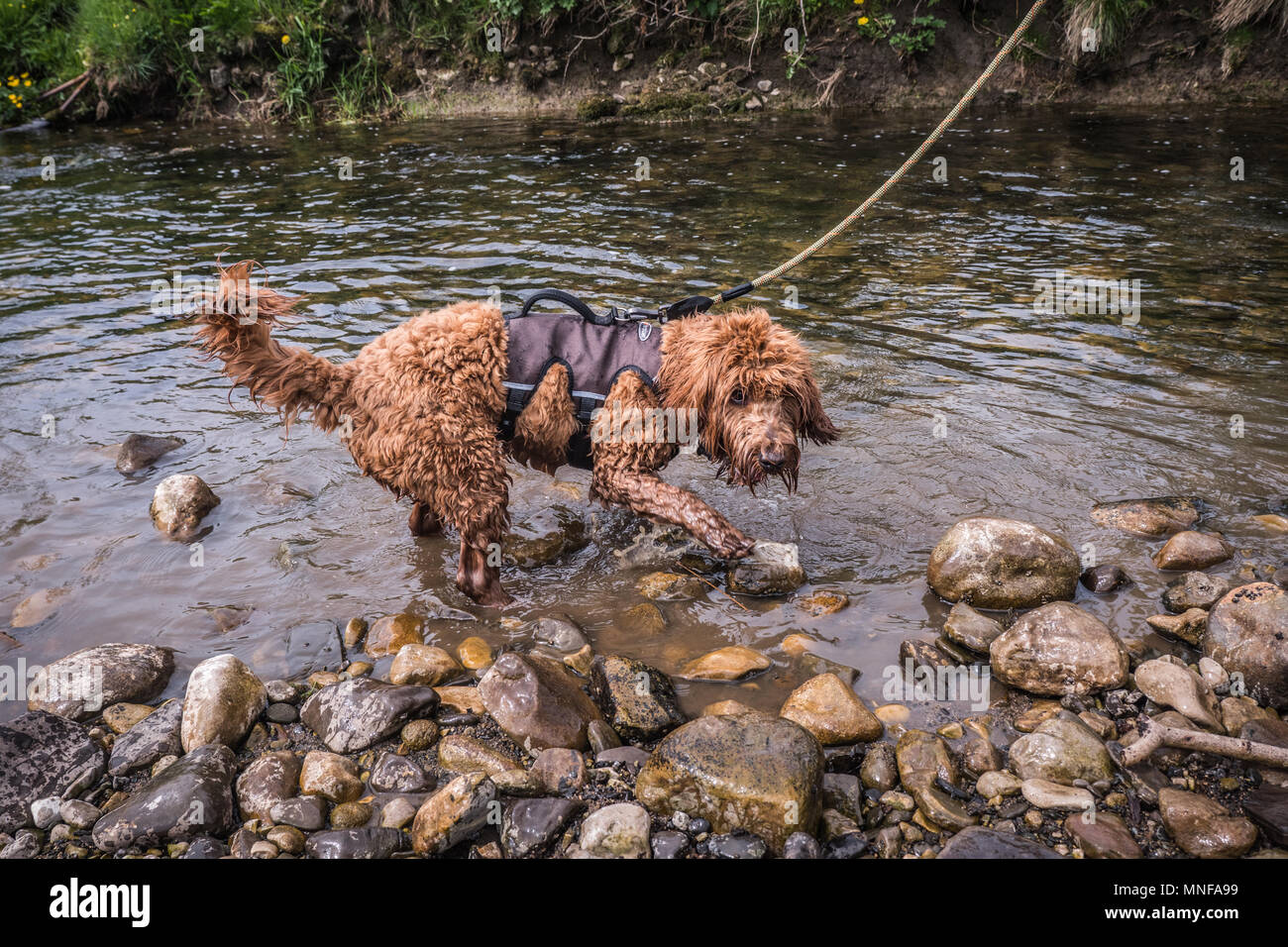 cockapoo puppies yorkshire
