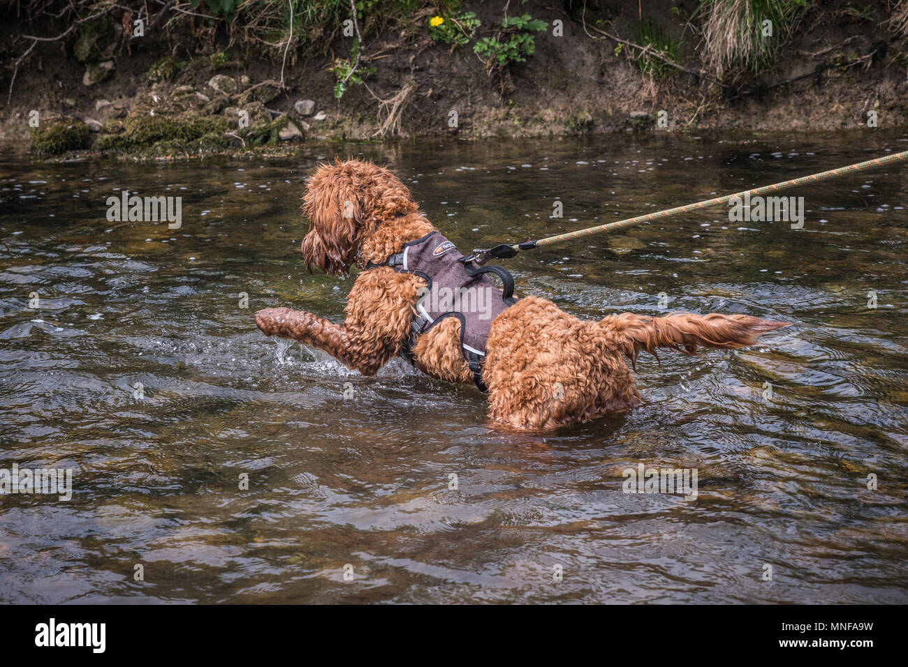 cockapoo puppies yorkshire