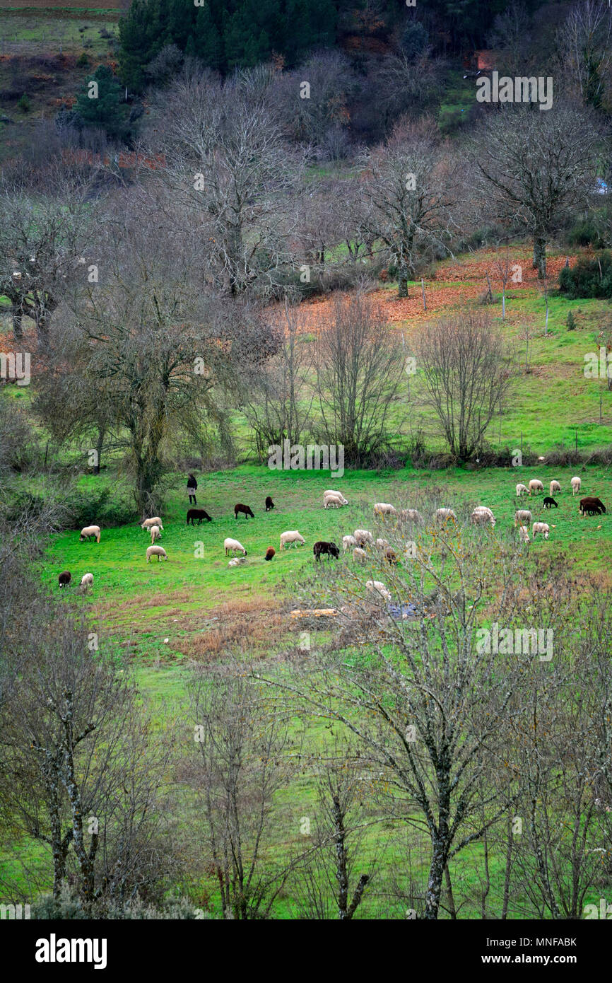A herd of sheep grazing in Varge during Winter, Montesinho Nature Park. Tras-os-Montes, Portugal Stock Photo