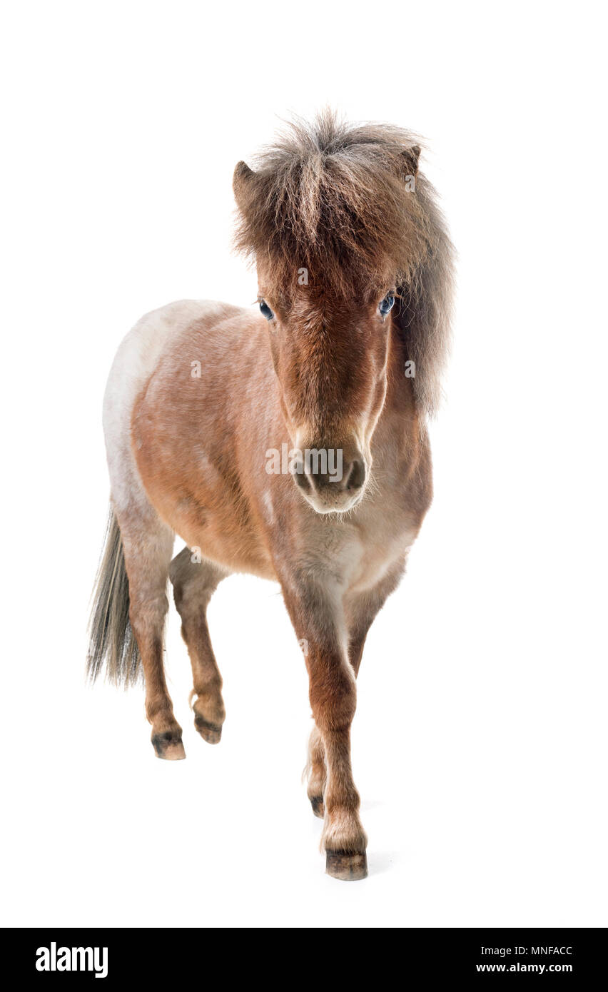 Falabella miniature horse in front of white background Stock Photo