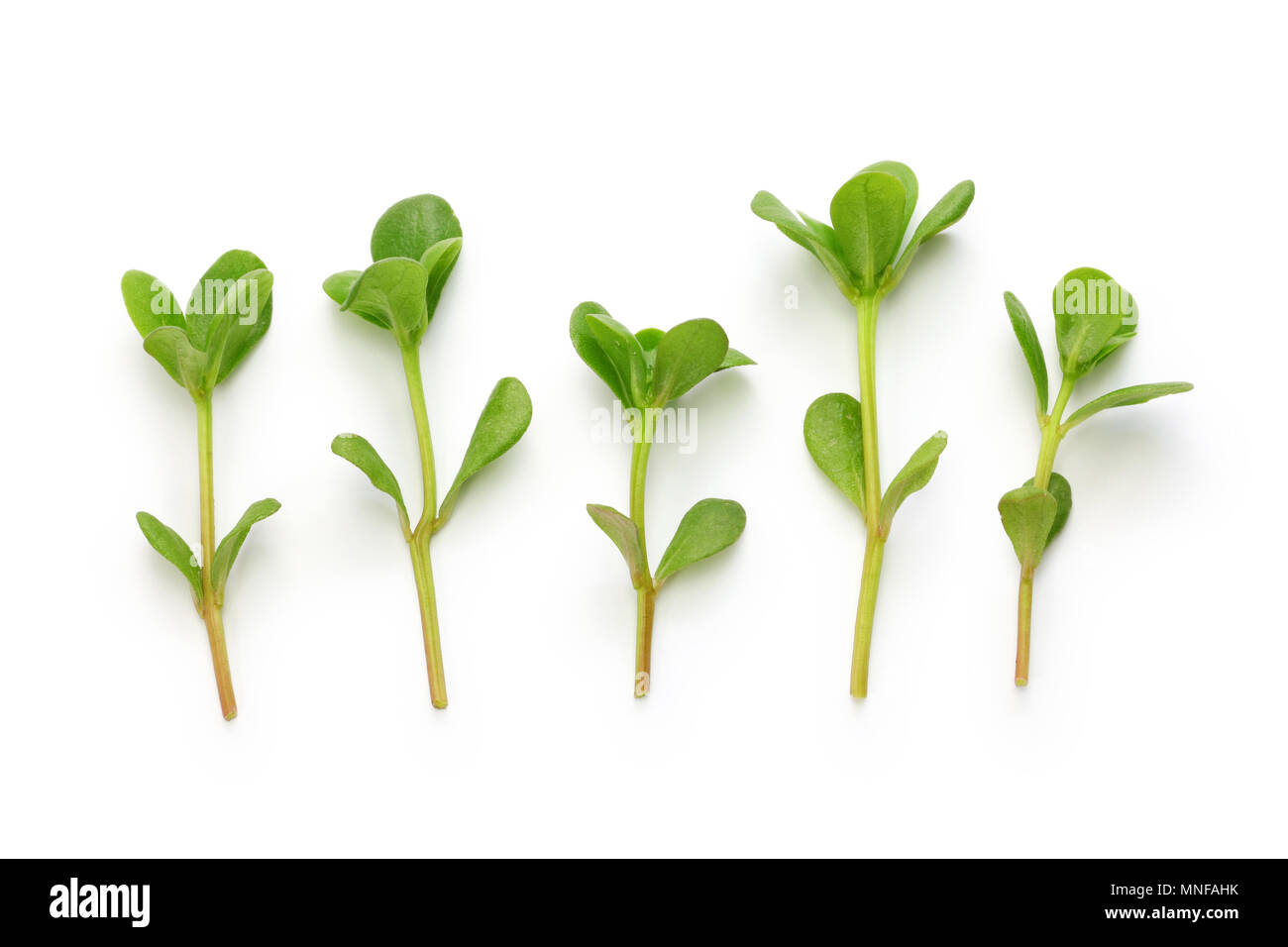 fresh purslane, edible weeds isolated on white background Stock Photo ...