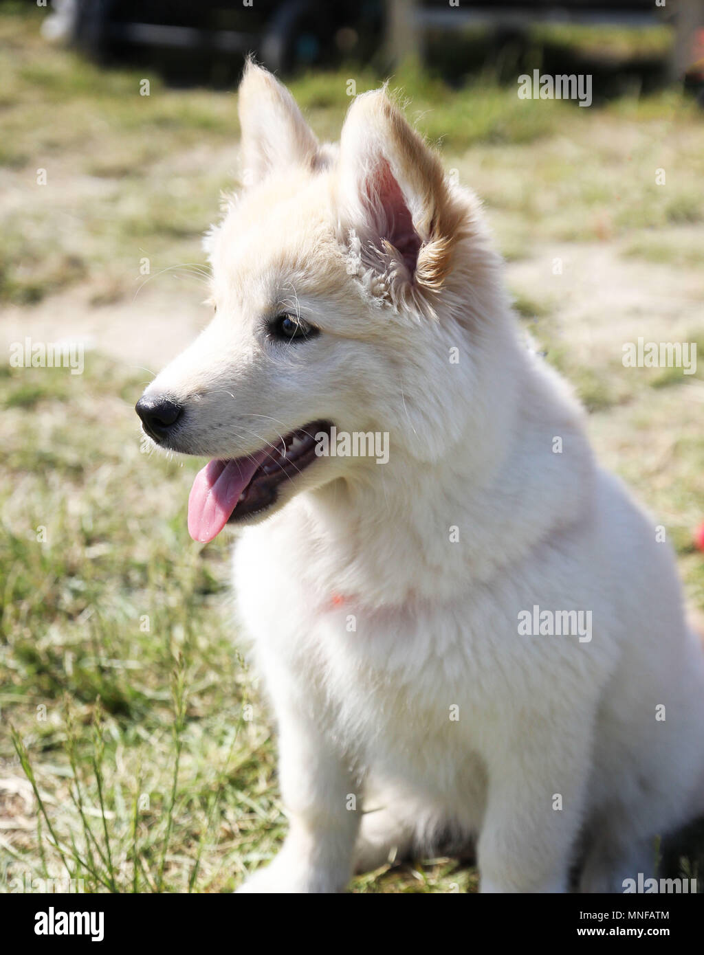White Siberian Wolf Dog Stock Photo Alamy