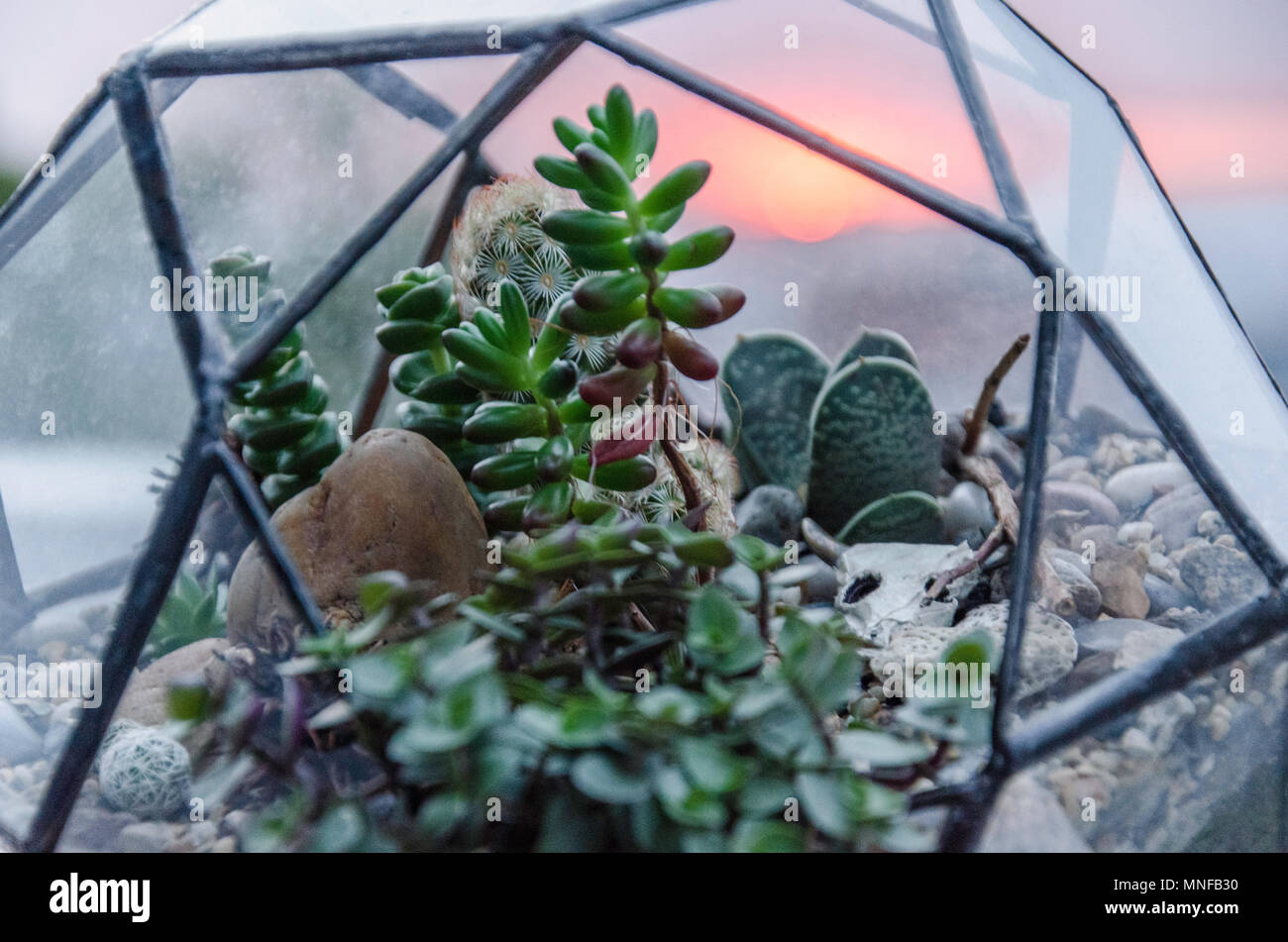 Regular icosidodecahedron Geometric Terrarium Container Stock Photo