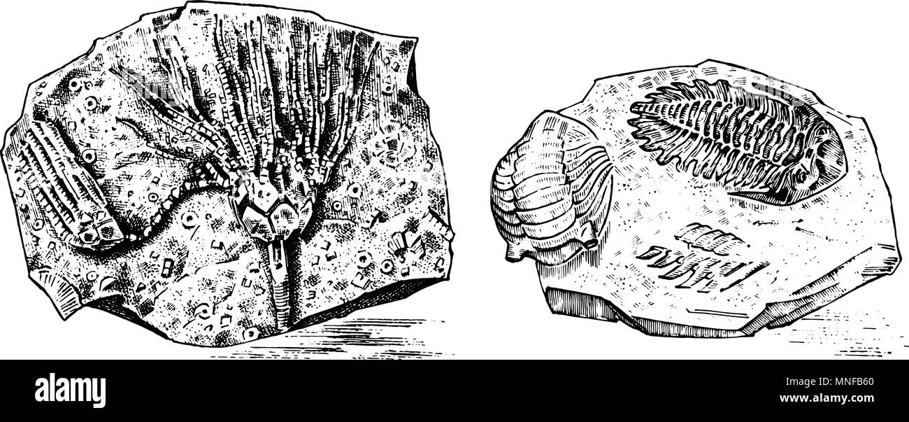 Fragment fossils, skeleton of prehistoric dead animals in stone. Ammonite and trilobite, Sea urchin and Crinoid. Archeology or paleontology. engraved hand drawn old vintage sketch. Vector illustration Stock Vector