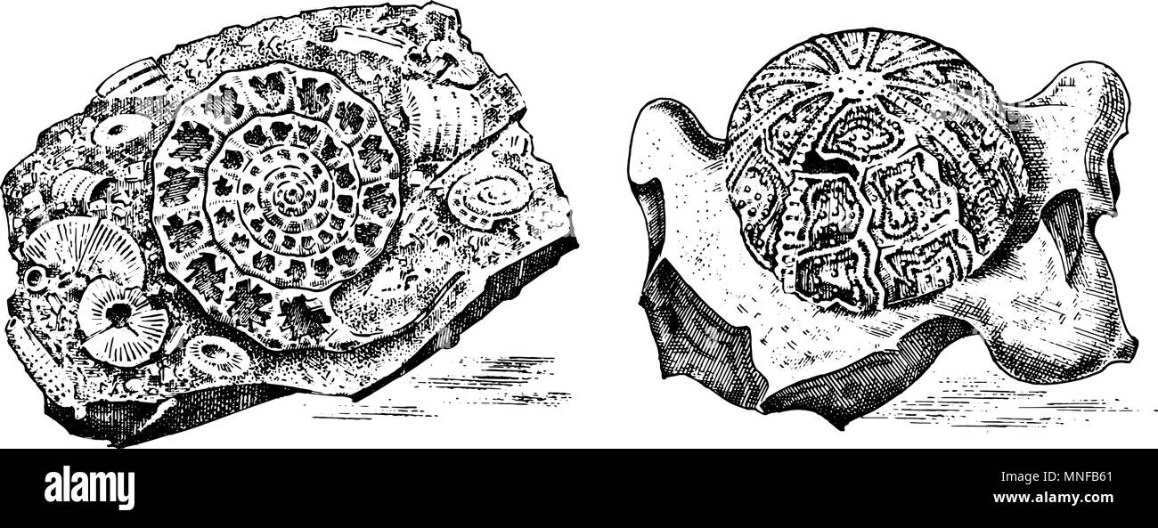 Fragment fossils, skeleton of prehistoric dead animals in stone. Ammonite and trilobite, Sea urchin and Crinoid. Archeology or paleontology. engraved hand drawn old vintage sketch. Vector illustration Stock Vector