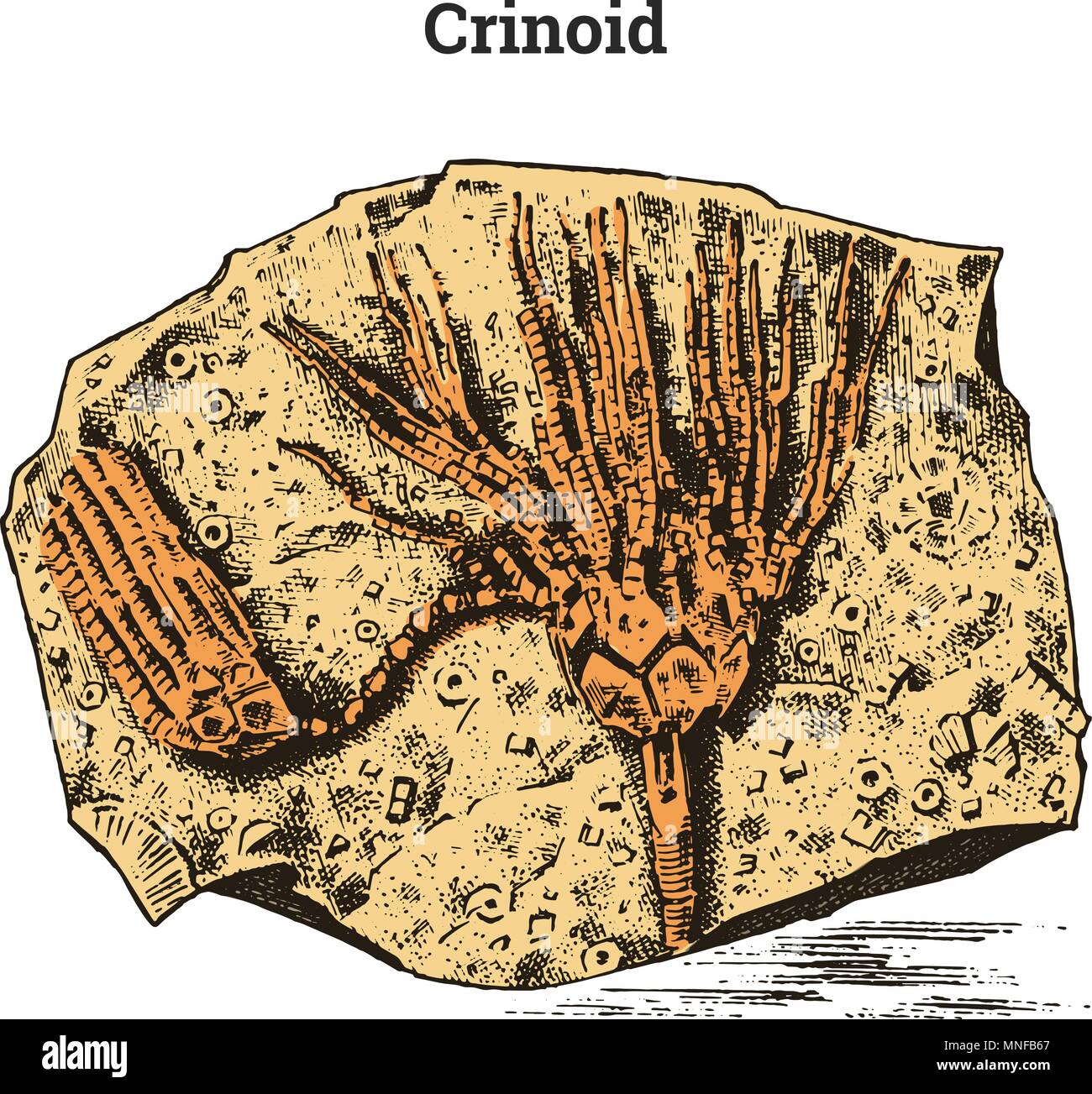 Preserved Crinoid specimen. Fragment fossil, skeleton of prehistoric dead animal in stone. Archeology or paleontology. engraved hand drawn old vintage sketch. Vector illustration. Stock Vector