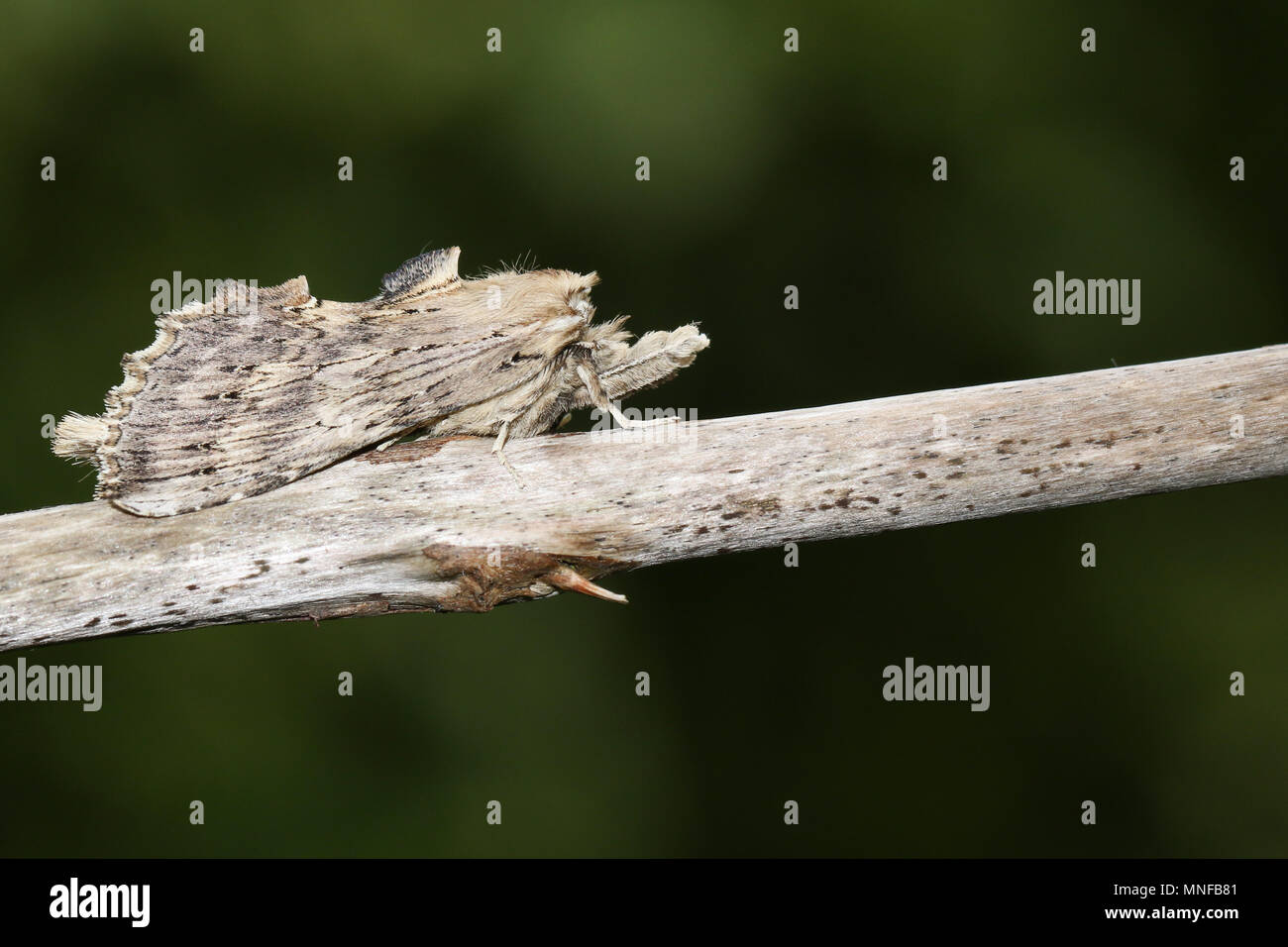 A stunning Pale Prominent (Pterostoma palpina) perched on the stem of a plant. Stock Photo