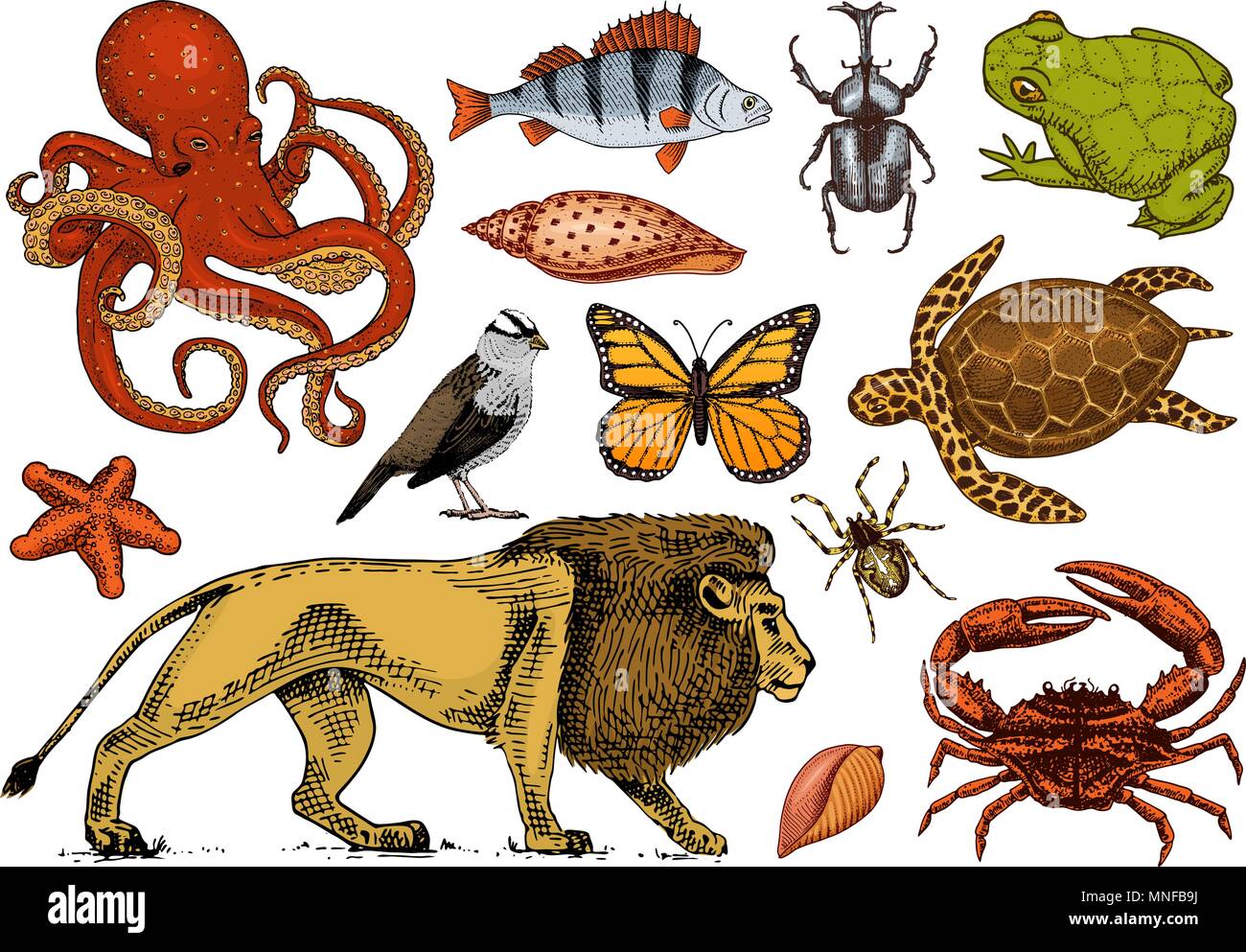 Set of animals. Reptile and amphibian, mammal and insect, wild turtle.  Engraved hand drawn. Old vintage sketch. Beetle shell lion butterfly fish  octopus spider. Classification of creatures and biology Stock Vector Image