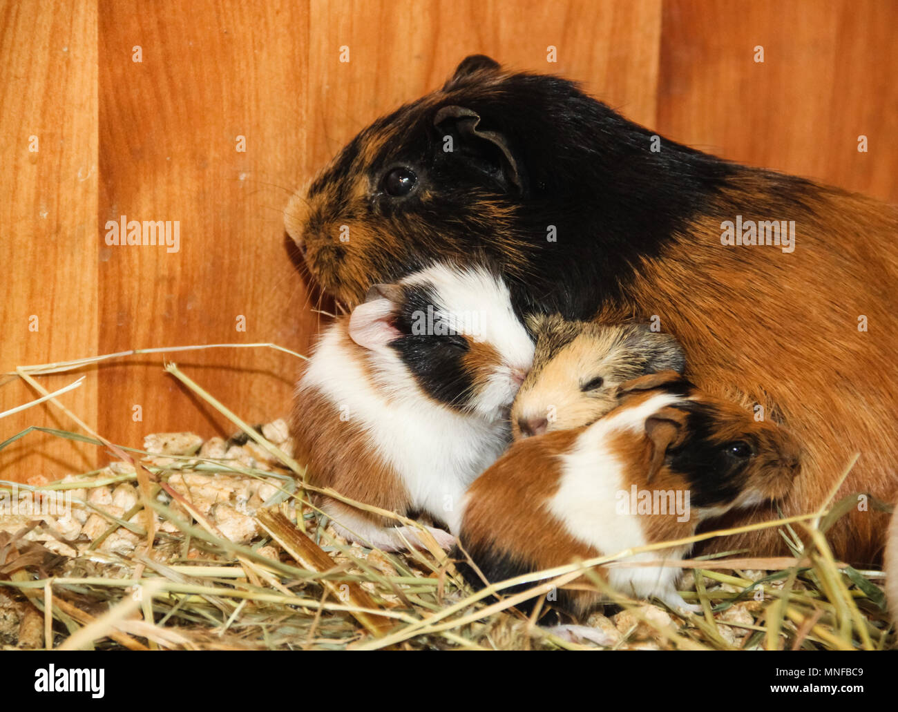 Guinea pig with small sleeping piglets on the hay background Stock