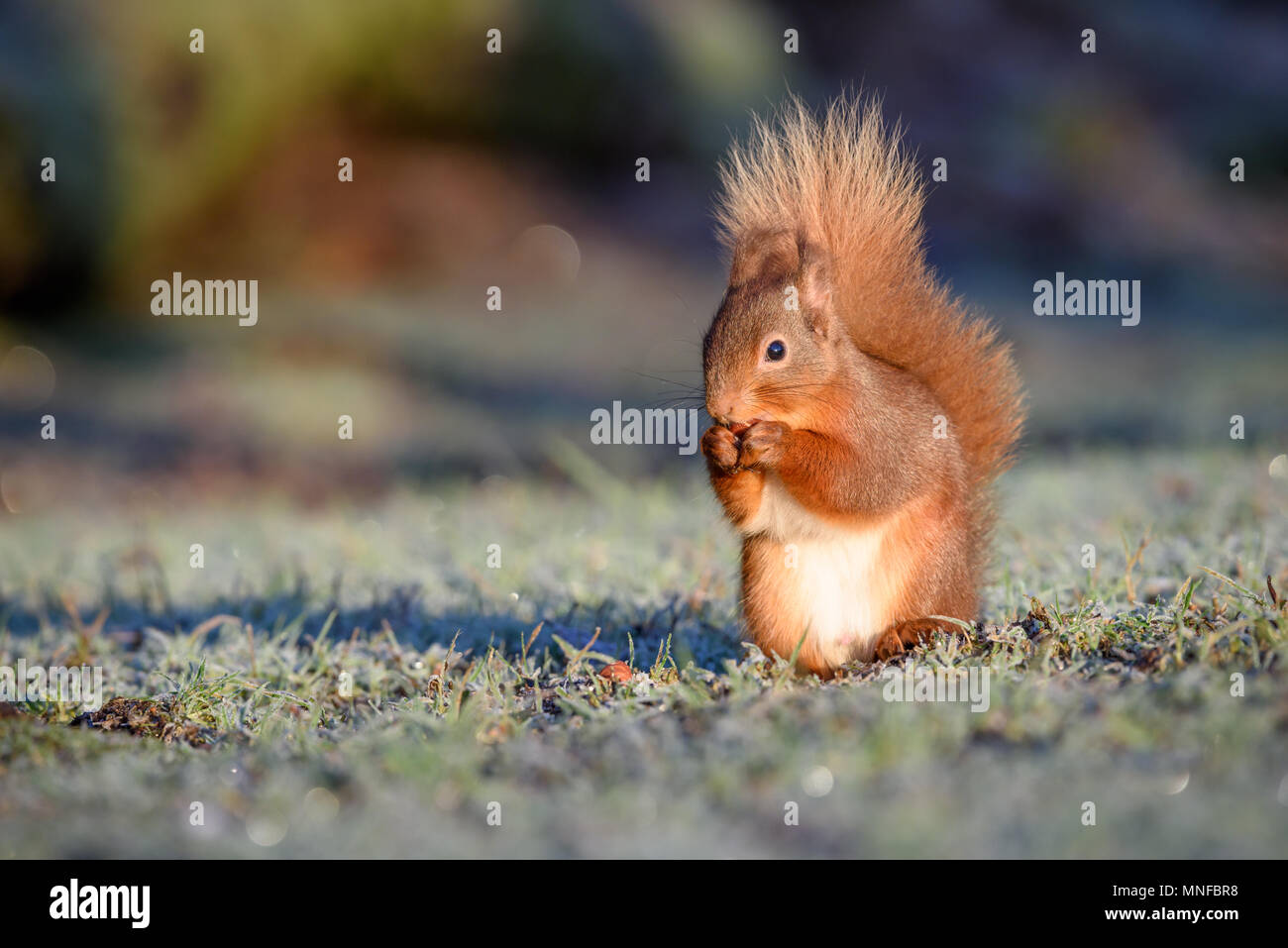 Squirrel on a winter morning near Lockerbie. Scotland. Stock Photo