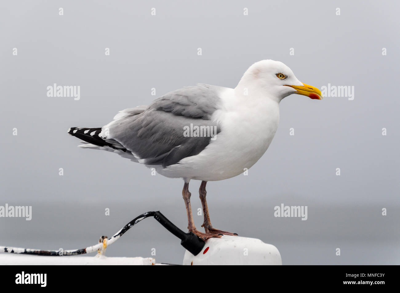 Seagull in the port of IJmuiden, the Netherlands Stock Photo