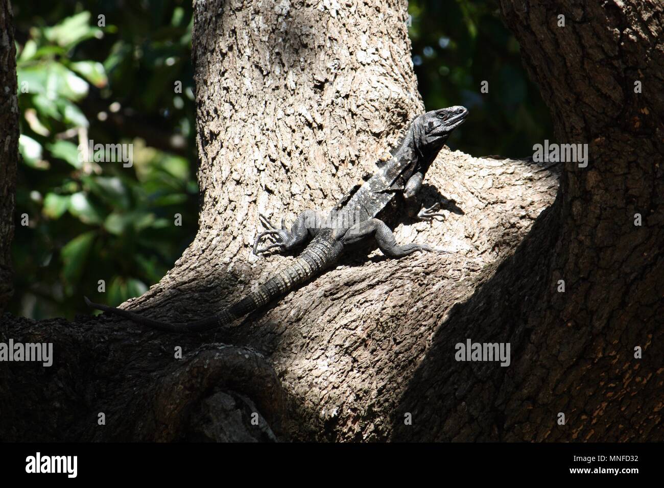 Iguana sunning itself in the crook of a tree. Stock Photo