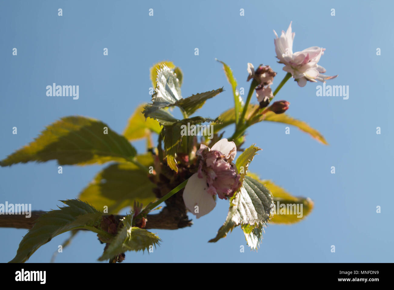 blooming pink cherry blossoms on a blue sky background Stock Photo - Alamy