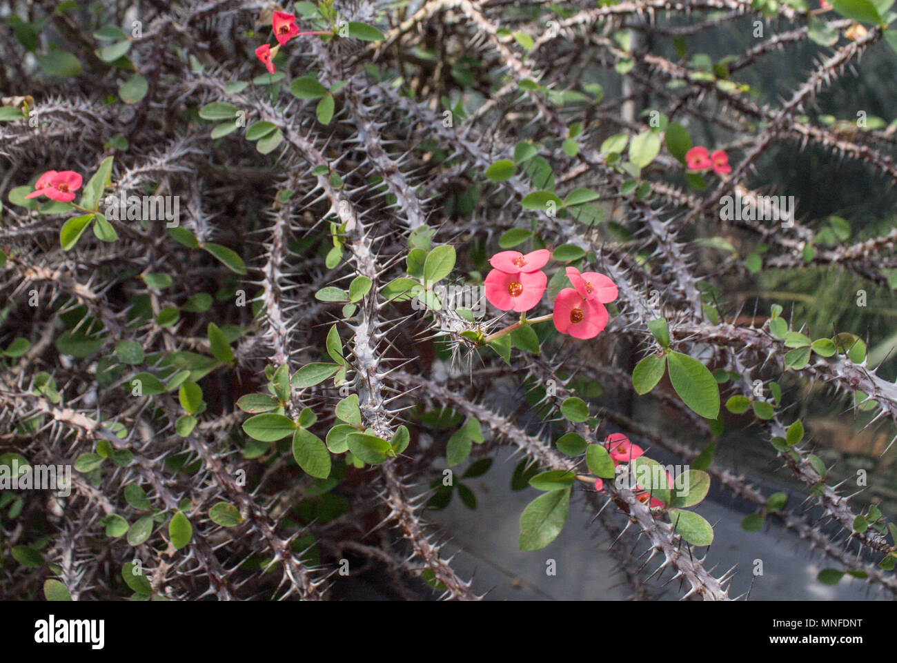 Thorny Bush With Pink Flowers Stock Photo Alamy