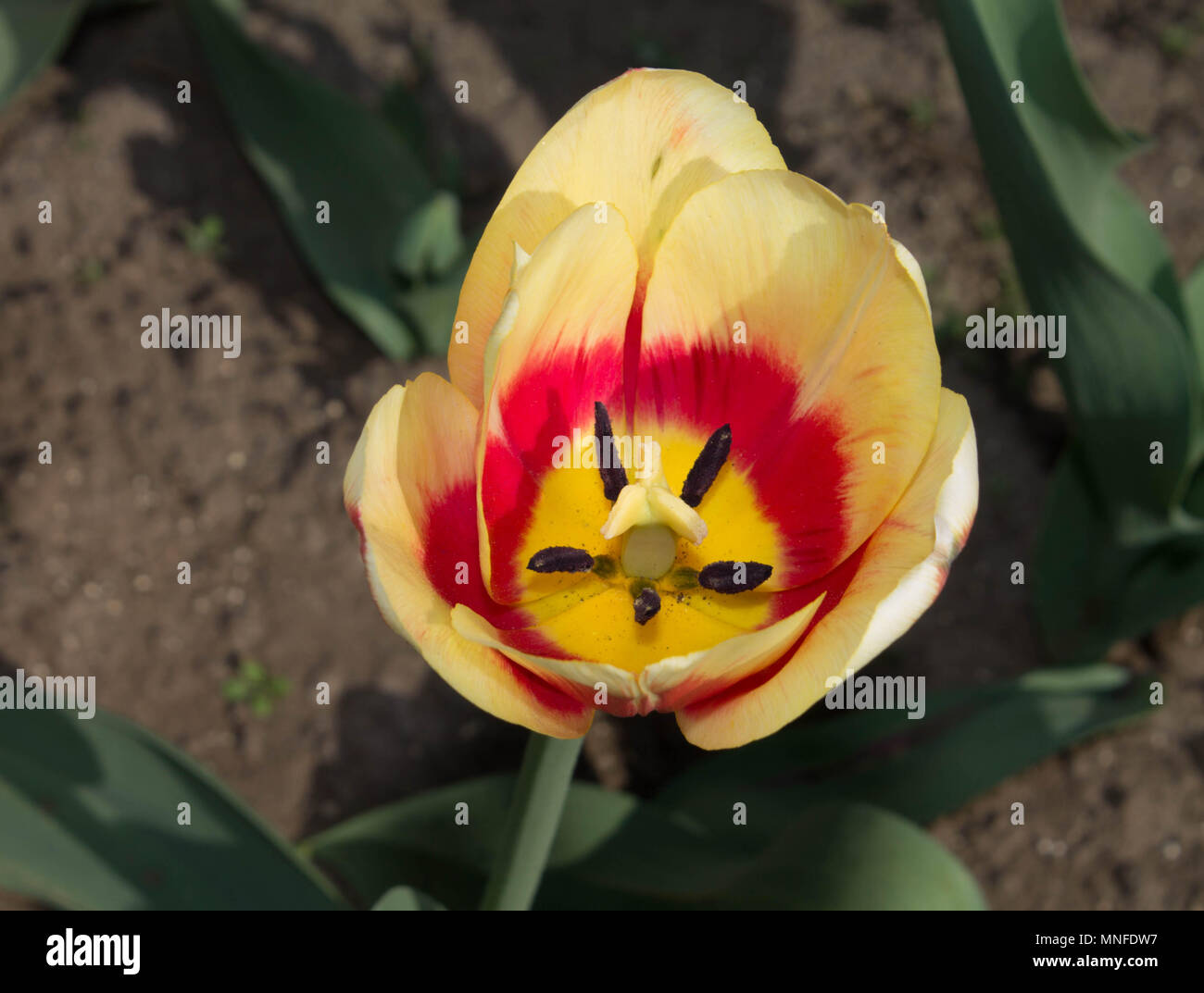 flowers of yellow - red tulips with green foliage Stock Photo - Alamy
