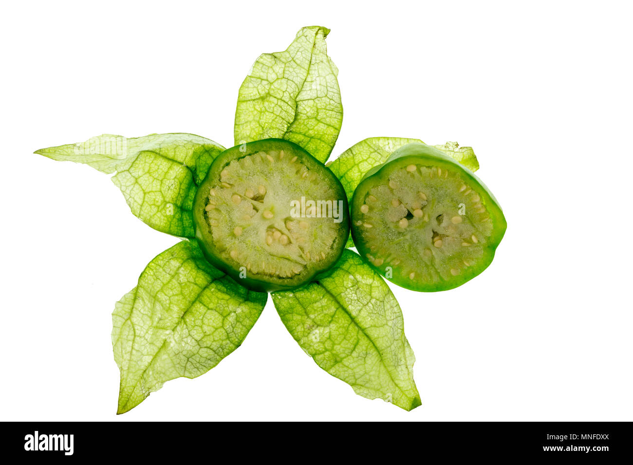 Cross section of the Tomatillo or Mexican Husk Tomato, Physalis philadelphica, showing the seed pulp Stock Photo