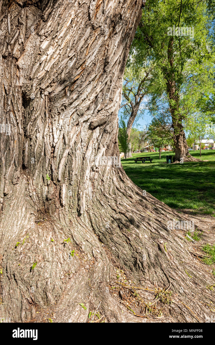 Rough textured bark on old Cottonwood Tree (Populus deltoides); Riverside Park; Salida; Colorado; USA Stock Photo