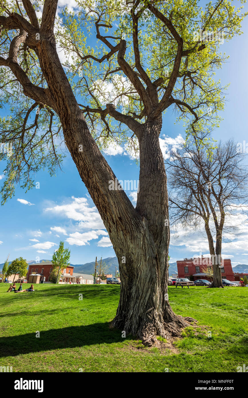 Rough textured bark on old Cottonwood Tree (Populus deltoides); Riverside Park; Salida; Colorado; USA Stock Photo
