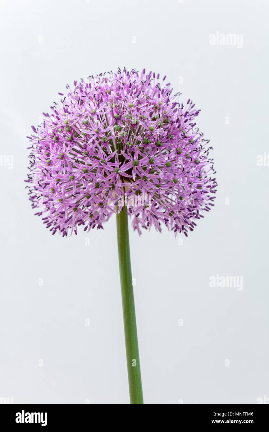 Alium Flower Head Stock Photo