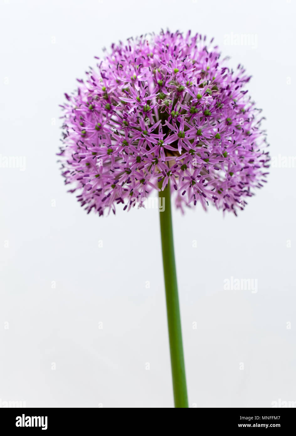 Alumium Flower on White Background Stock Photo
