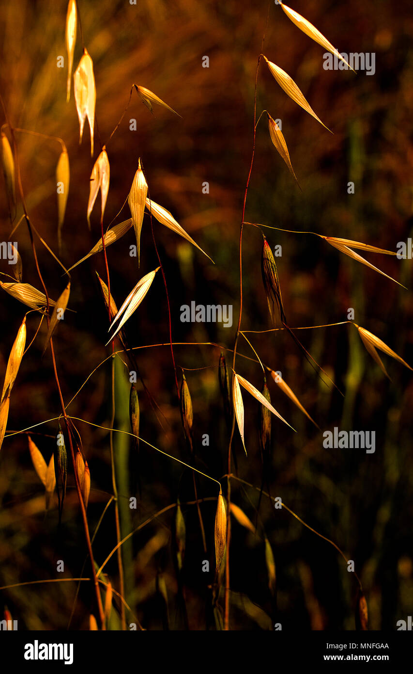 Grass seeds on plants Stock Photo