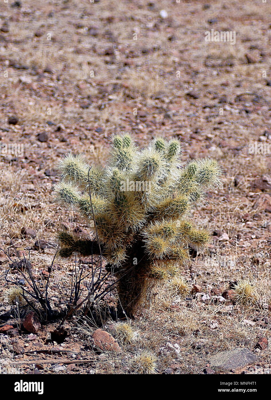 Desert Pincushion - DesertUSA