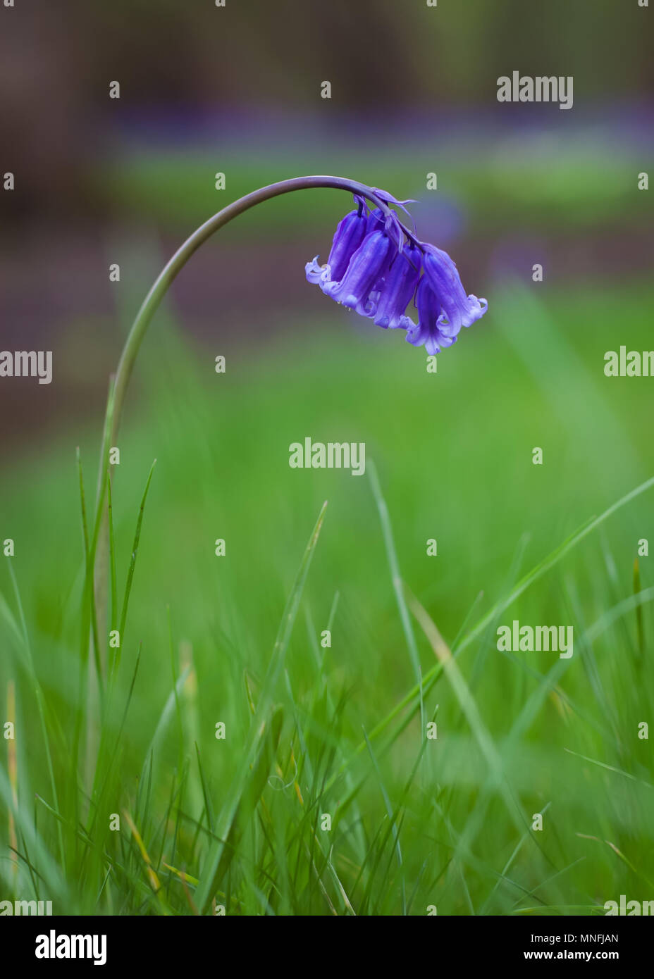 Very charming flowers in the ground Stock Photo