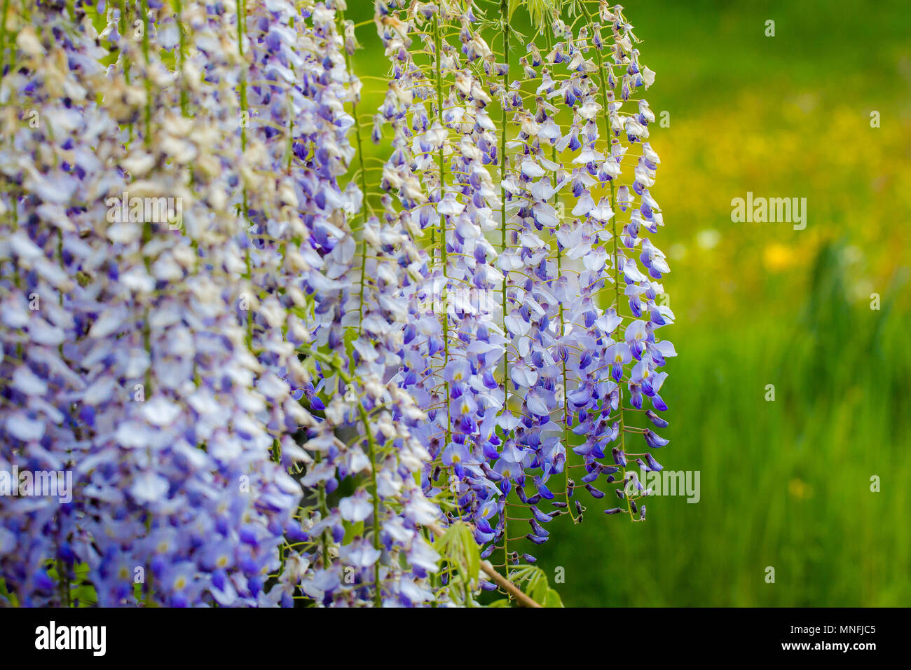 Wisteria, Japanese Wisteria, hanging white blue purple flowers on green grass background. Close up full frame horizontal background Stock Photo
