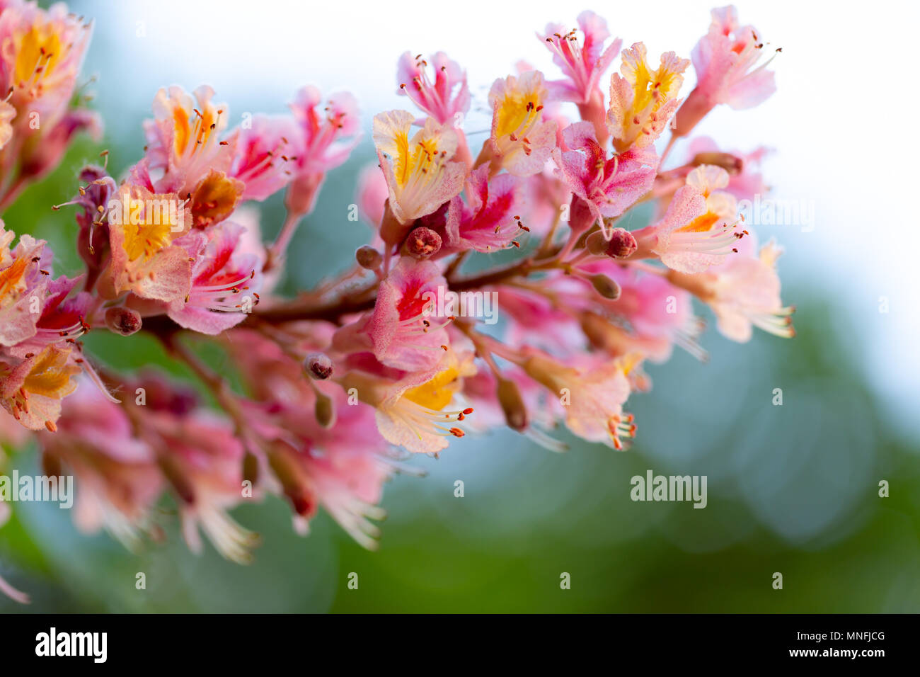 Pink chestnut tree, Aesculus × carnea, or red horsechestnut blooming