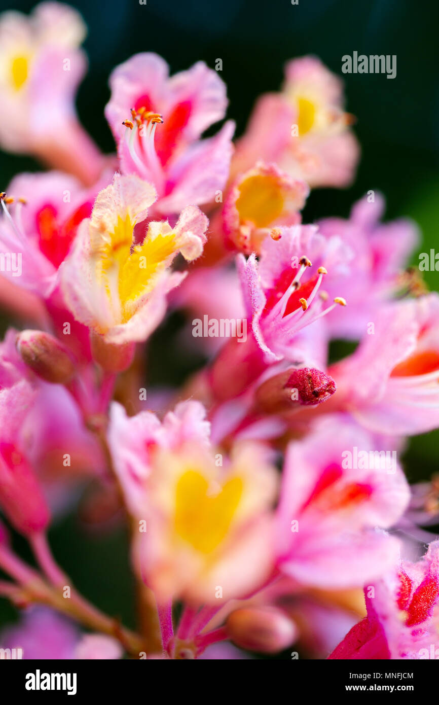Pink chestnut tree, Aesculus × carnea, or red horse-chestnut blooming flowers in extreme macro shoots. Vertical, full frame crop Stock Photo