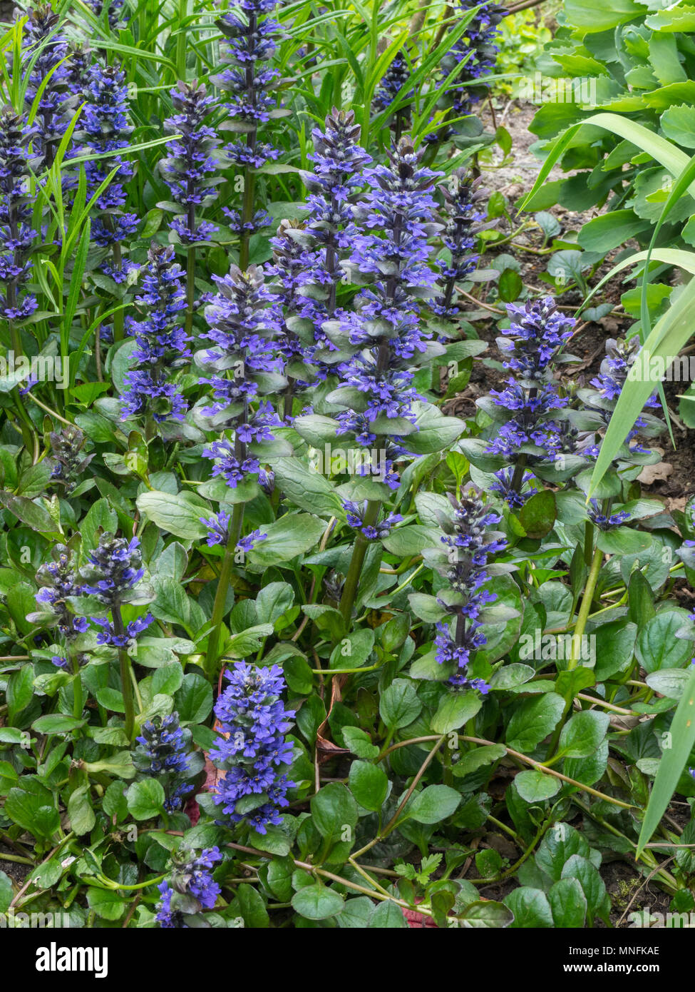 A patch of Ajuga reptans Catlins Giant  showing the tall blue flower spikes and the light green spring foliage Stock Photo