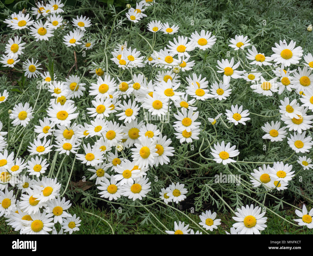 The white daisy flowers and silver foliage of Anthemis punctata cupaniana Stock Photo