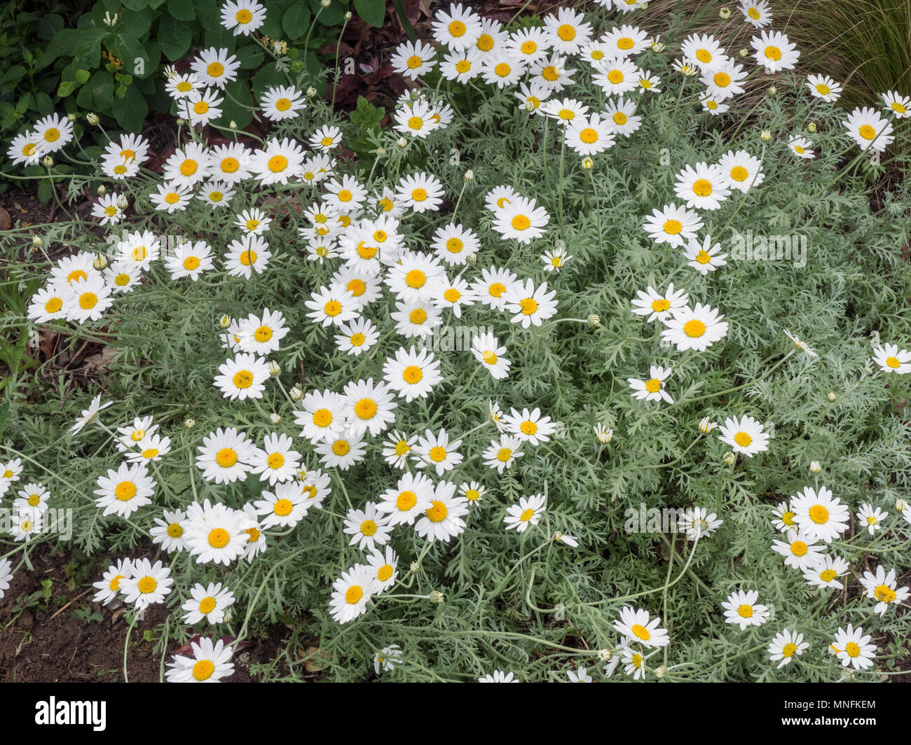 The white daisy flowers and silver foliage of Anthemis punctata cupaniana Stock Photo