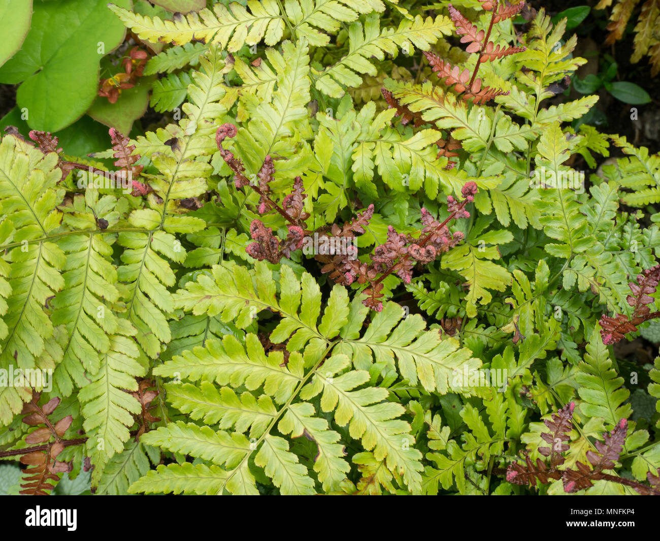 The bright red new fronds on the fern Dtyopteris erythrosora 'Brilliance' standing out against the light green older foliage Stock Photo