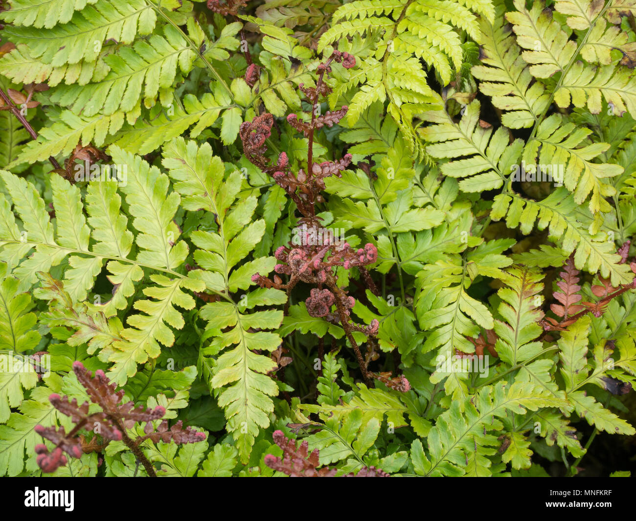 The bright red new fronds on the fern Dtyopteris erythrosora 'Brilliance' standing out against the light green older foliage Stock Photo