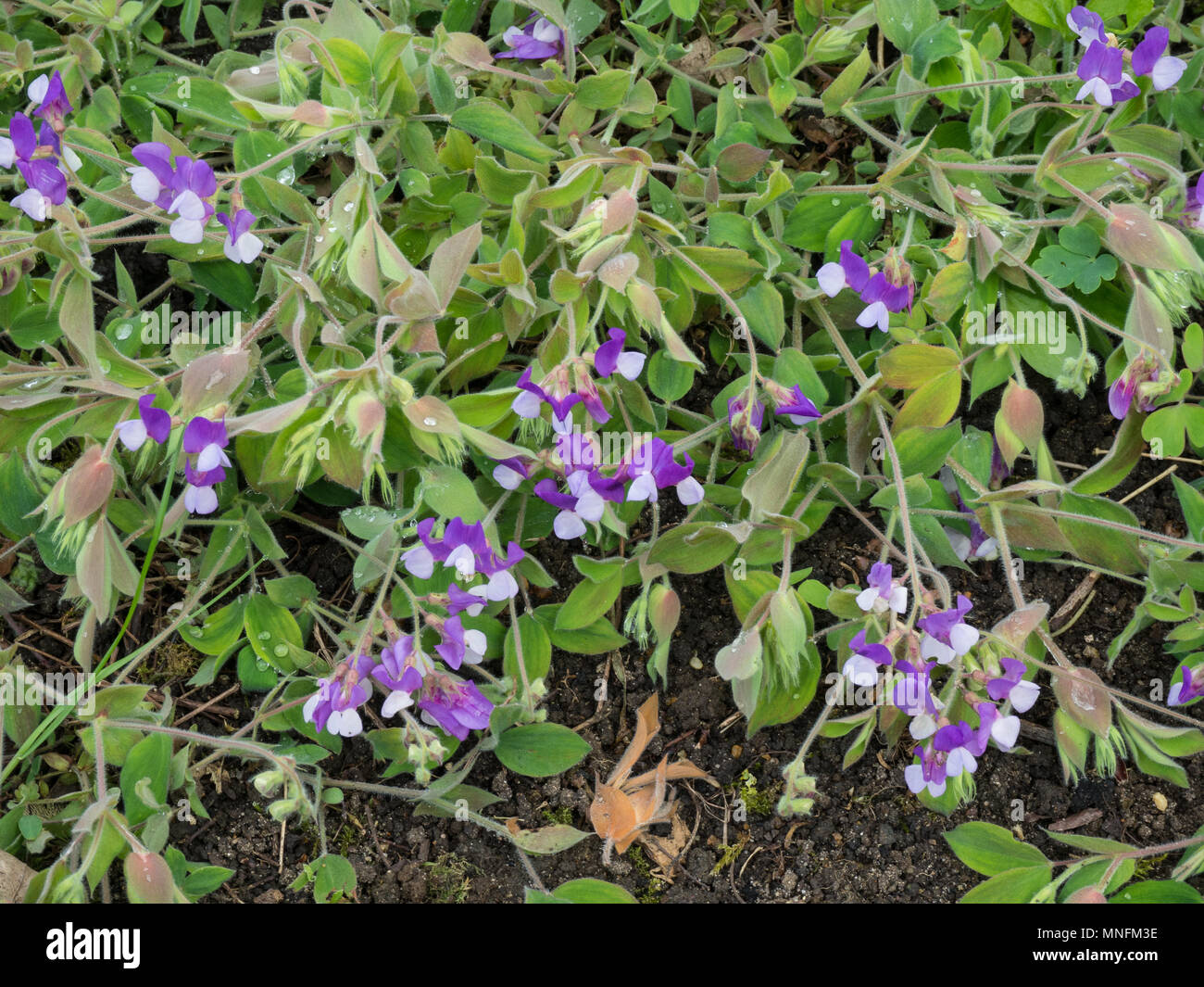 The flowers and soft grey foliage of Lathyrus laxiflorus Stock Photo