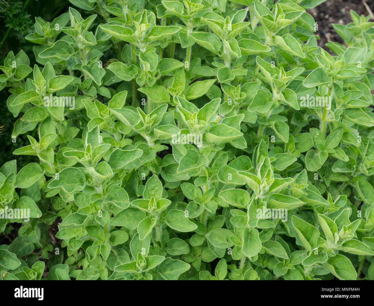 A close up of the fresh green foliage of greek oregano Stock Photo